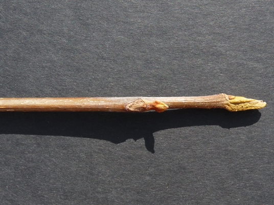 {Carya cordiformis}